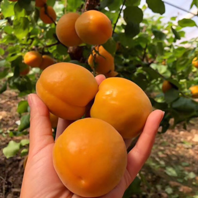 陕西大黄杏酸甜多汁新鲜现摘孕妇水果当季时令杏子一件代发