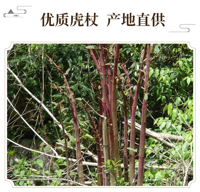 Japanese Knotweed Root Slices Hu Zhang Dried Herb for Decoction and Culinary Use 500g key features