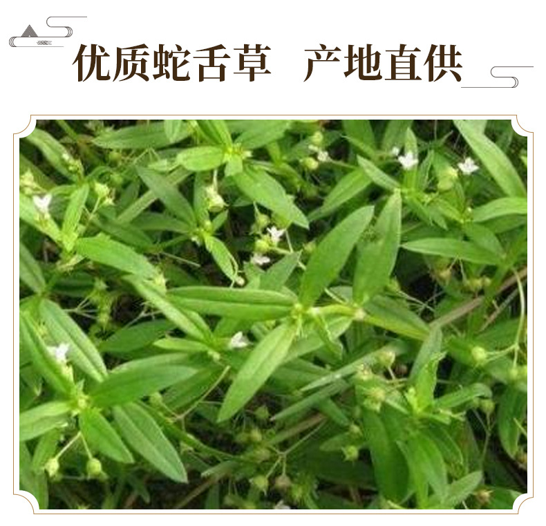 Hedyotis Diffusa Herb Bai Hua She She Cao Dried Whole Herb Washed Clean 500g key features