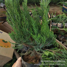 ɽ�|С���ػ��� �����I�B�w�� ���}�| С���؃r�� ���̾G����