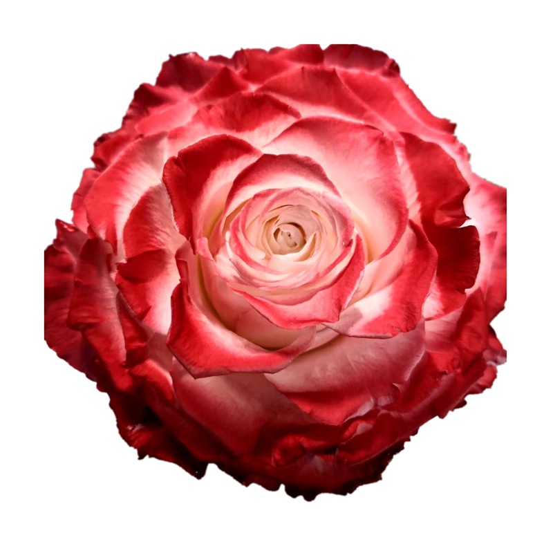 微信图片_20200411233518