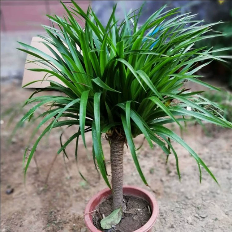 Дерево лунчжу многослойный Железный саженец драцена в горшке большая гостиная в помещении вечнозеленые растения Four Seasons цветок бонсай