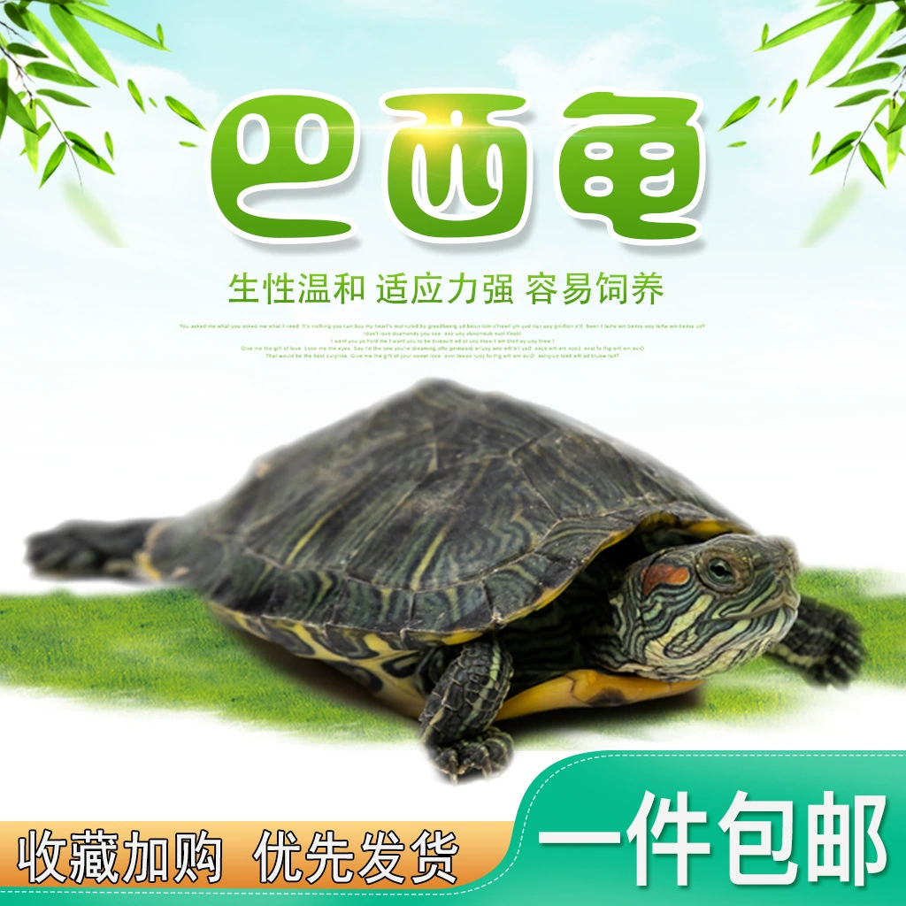 Черепаха живая бразильская черепаха рассада ферма оптом внешний пруд домашнее животное черепаха красное ухо черепаха большая черепаха Заводской магазин