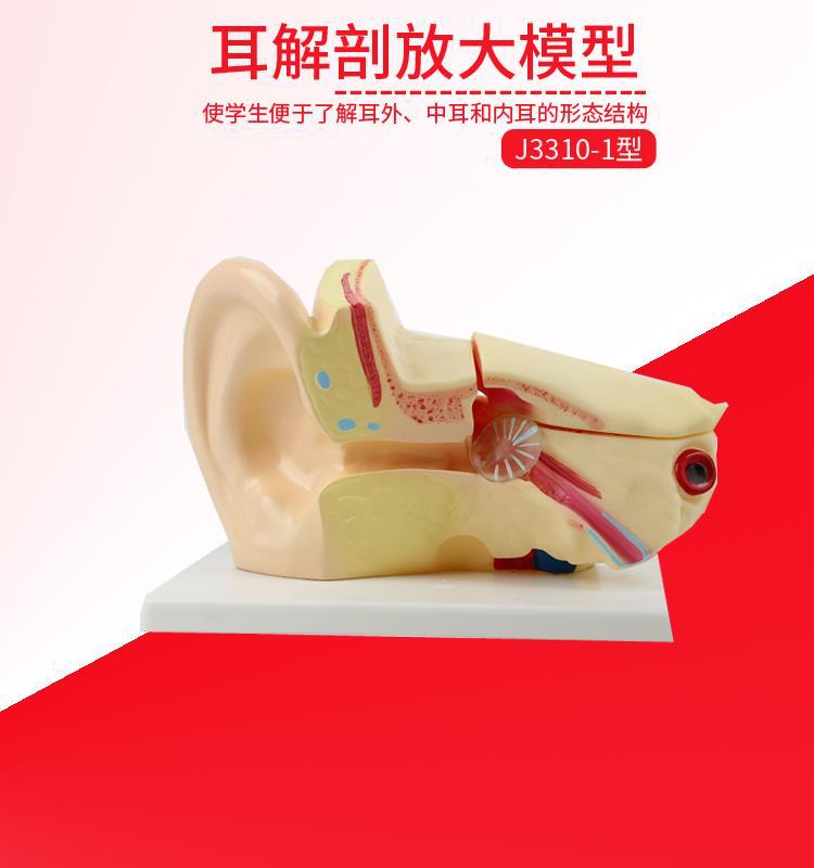 耳朵解剖模型 3倍放大耳朵形态结构模型初高中教学实验器材