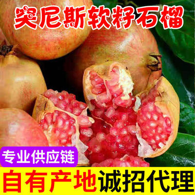 現貨突尼斯軟籽石榴新鮮大果無籽非雲南蒙自青皮白心酸甜會理紅黑