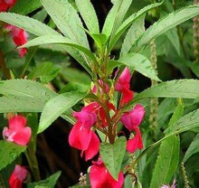 凤仙花种 凤仙花种品牌 图片 价格 凤仙花种批发 阿里巴巴