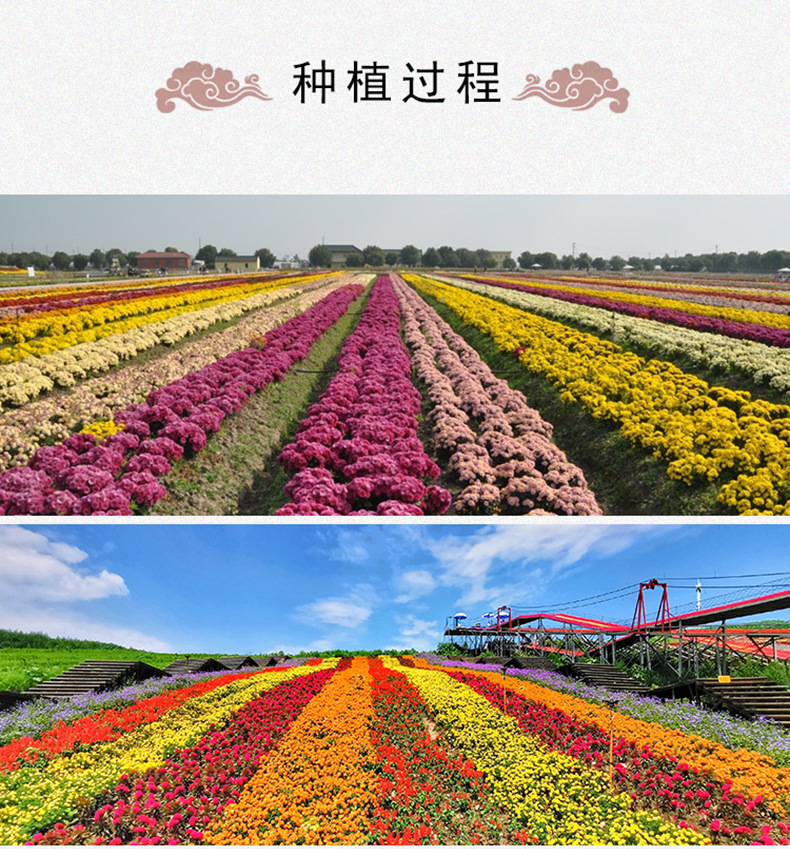 Seven Color Chrysanthemum Tea Qi Cai Ju Dried Herbal Flower Tea 500g Yunnan Loose Flowers specifications