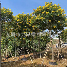 全冠黄花槐树假植苗 黄花槐容器货绿化树行道树 福建漳州基地直供