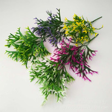 鹿角草 鹿角草品牌 图片 价格 鹿角草批发 阿里巴巴