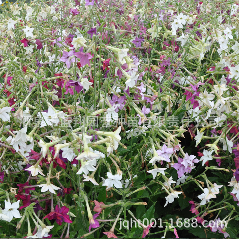盆栽烟草花不耐寒较耐热景观花卉种子美花烟草花种子一年生花籽 阿里巴巴