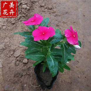 Guangdong Open -Посадка каждый день, чтобы открыть саженцы и саженцы, экологически чистые цветы, фанаты, красный Гуанчжоу, висящий в цветочной основе Changchun.