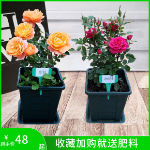 �̨�¼���֭�̨ ��zȸ��ľ΢���ļ��_��ͥԺֲ��õ��Gֲ����