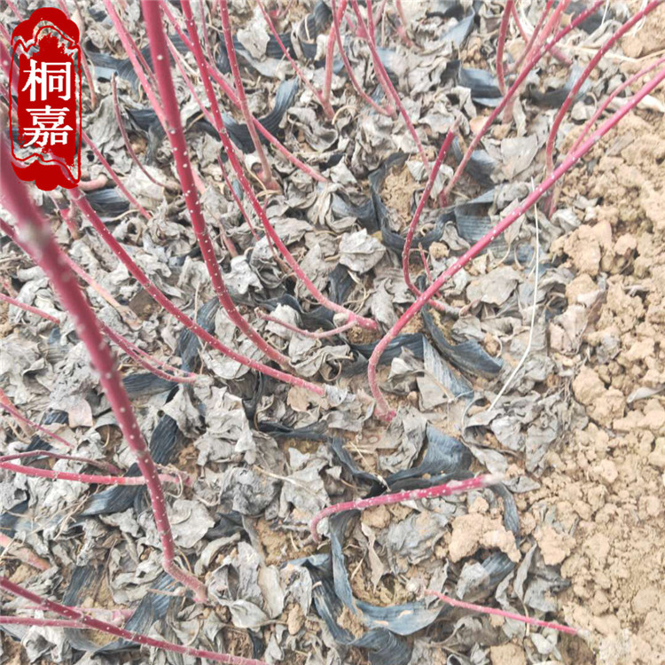 微信图片_202003130820593