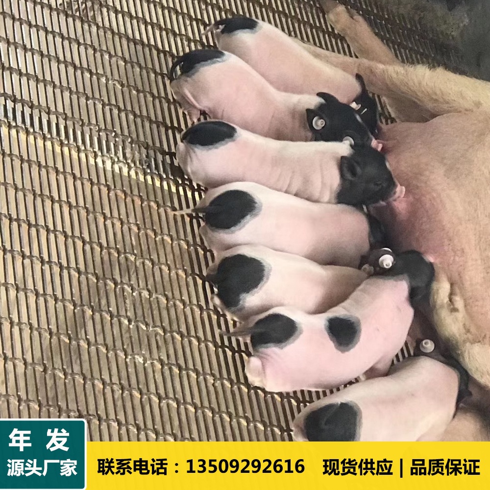 不锈钢轧花网  钢绞线轧花网 镀锌轧花网/镀锌轧花养猪网 猪床网