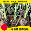 high quality Carnation Seedlings Base Carnation Seedlings Various Breed Complete National package shipping