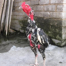 出售景区斗鸡比赛活体纯种越南斗鸡一只价格 6个月的斗鸡苗哪里有