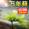 moss and lichen Ten thousand years Aquatic herb Aquarium fish tank living thing Botany Scenery ecology Landscaping