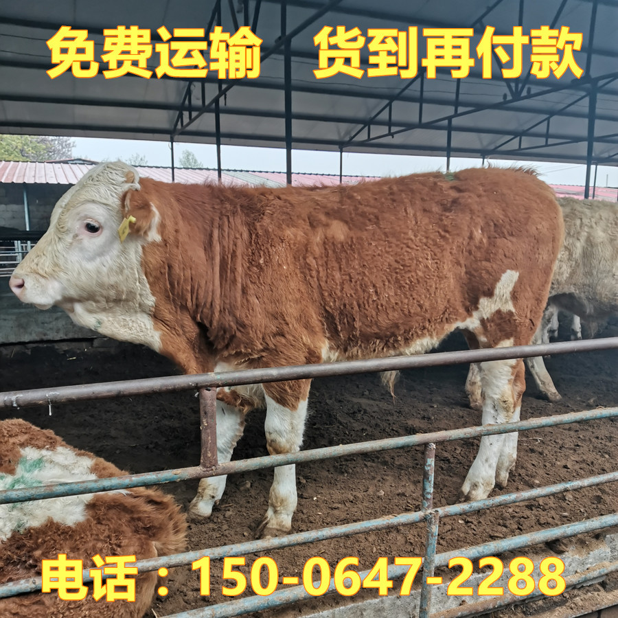 先养牛后付款 常年出售小牛犊 买肉牛犊有补贴免费运输到家