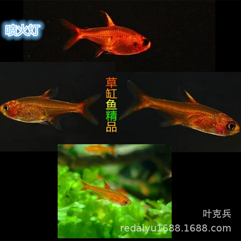 Тропические декоративные рыбы оптом огнедышащая лампа оранжевый парус лампа мечты Аманда лампа рыба Плавание Рыба Трава Аквариум рыба