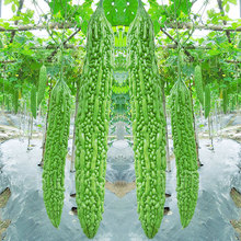 荷蘭高產苦瓜種子苗良苦1號疙瘩綠四季播易種特大蔬菜四季蔬菜籽