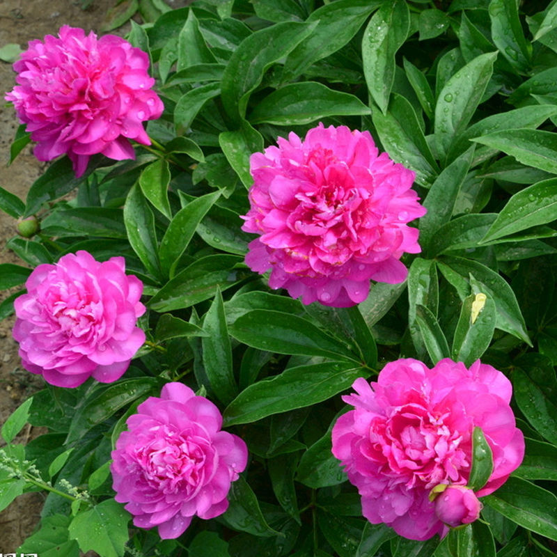 花牡丹种子图片 海量高清花牡丹种子图片大全 阿里巴巴