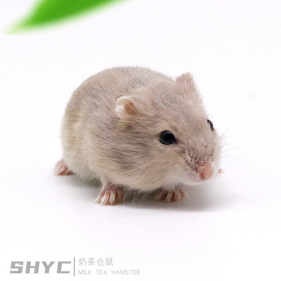 尚華藝寵養殖場批發小寵物倉鼠活體奶茶倉鼠公公婆婆全國可發快遞