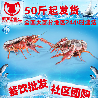 湖北潛江孝感江蘇小龍蝦鮮活批發清水養殖海鮮冷凍蝦水産青蝦爬子