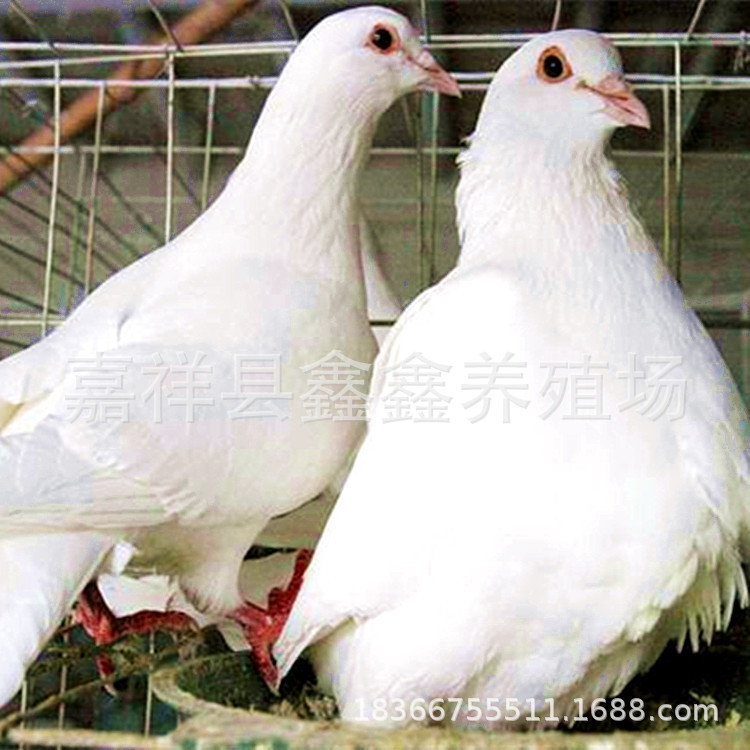 2023年白羽王（种鸽）养殖保活景区广场鸽|出售蛋鸽|落地王鸽|