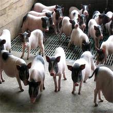 哪里有賣巴馬香豬的 萌寵迷你小香豬多少錢一只 藏香豬養殖場