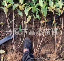紅王子錦帶3-6個分枝工程小苗庭院綠化苗木地被色塊遼寧基地批發