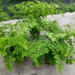 【基地直供】蕨类植物小盆栽室内盆栽绿化专用（A160）铁线蕨