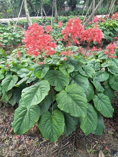 桐花圖片- 海量高清桐花圖片大全- 阿里巴巴