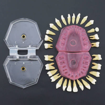 牙齿模型 软牙龈拔牙模型 28牙全口可拆卸牙模型 口腔教学模型