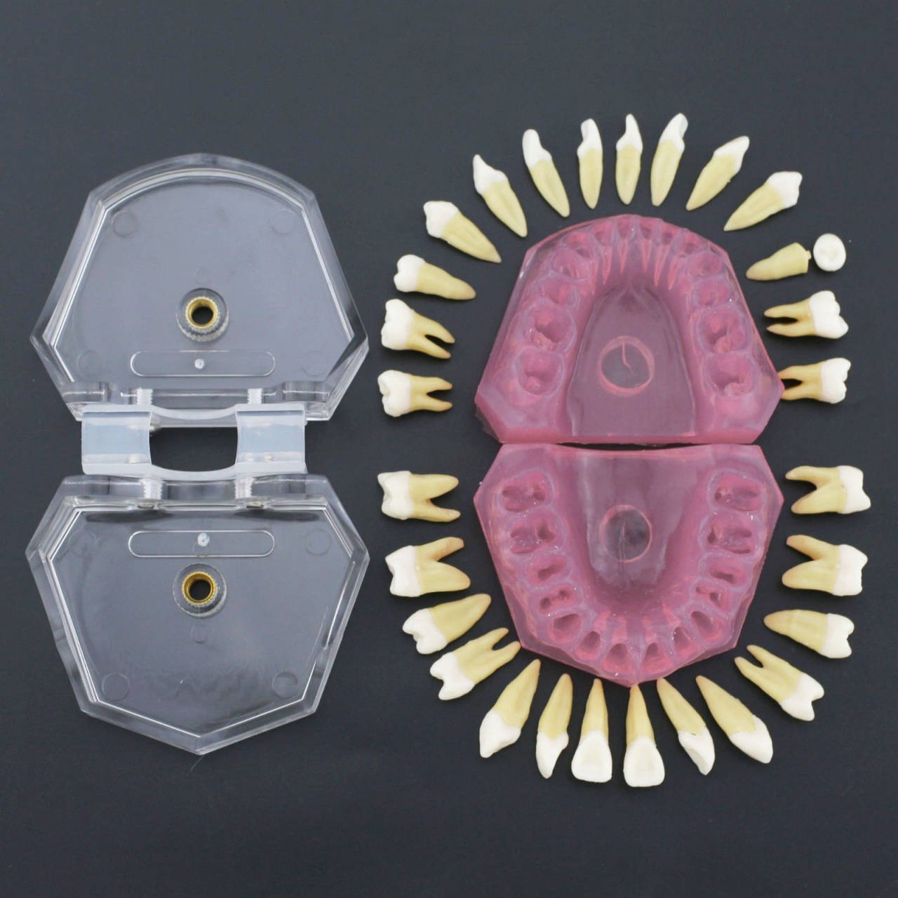 牙齿模型 软牙龈拔牙模型 28牙全口可拆卸牙模型 口腔教学模型