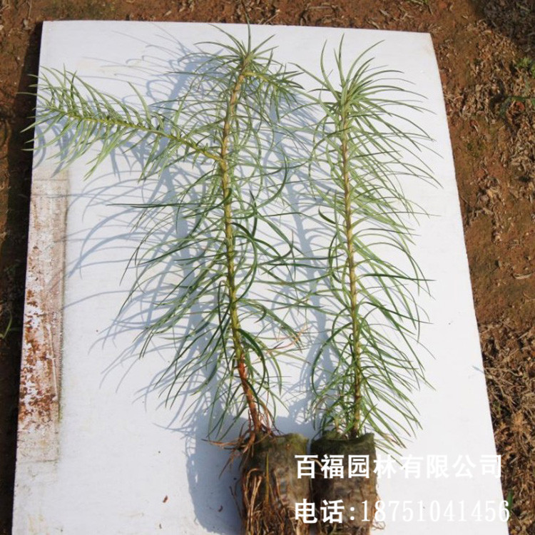 基地批发造林苗杉木苗速生杉树苗产地优惠价格 批发刺杉造林树苗-阿里巴巴