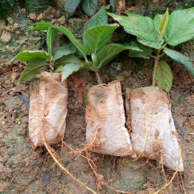 地基苗圃包郵批發五指毛桃 根養生煲湯藥膳老少皆宜量大從優