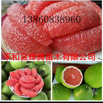 出售正品泰国南部暹罗红宝石柚子苗，泰国红宝石青柚苗，红宝石柚|ms
