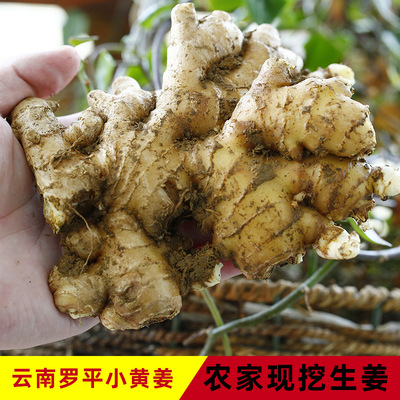 Yunnan fresh Ginger 5 Ginger Ginger Farm Vegetables Sand tender ginger 10