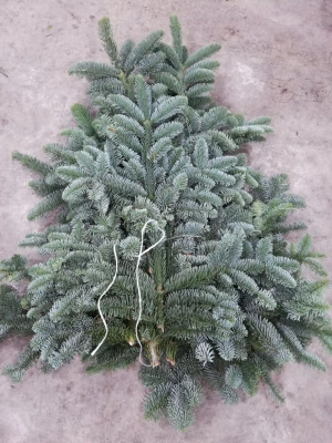 [圣诞树 诺贝松]包邮新鲜天然 松柏树枝装饰创意手工圣诞节