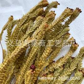天然植物进口万层金黄叶干花制品 插花 软装 工艺品配件