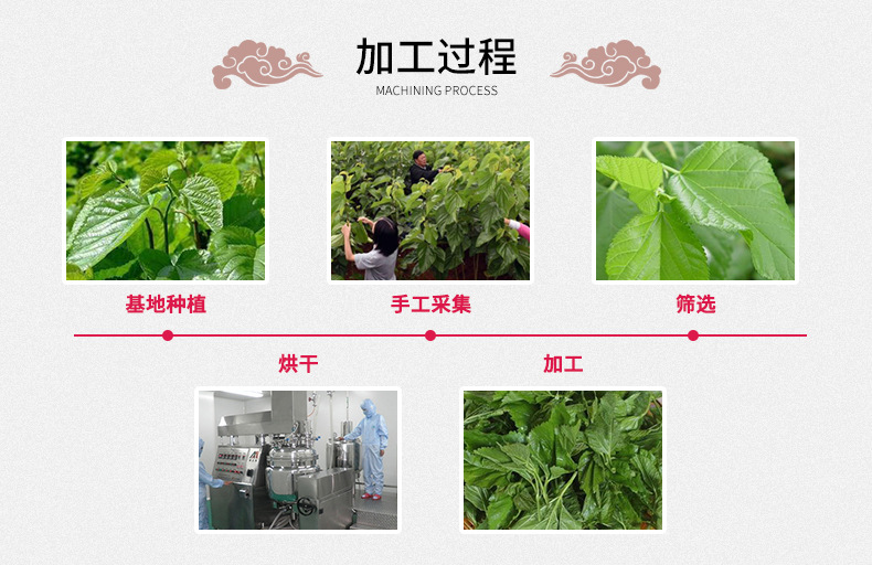 Mulberry Leaf Tea (Morus alba) — Frost-Harvest Freeze-Dried Loose Leaf, 500g preparation