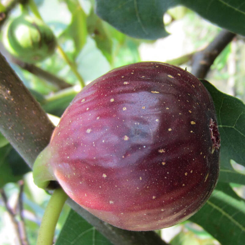 嫁接品种波姬红无花果树苗 一公分以上当年结果无花果树苗批发