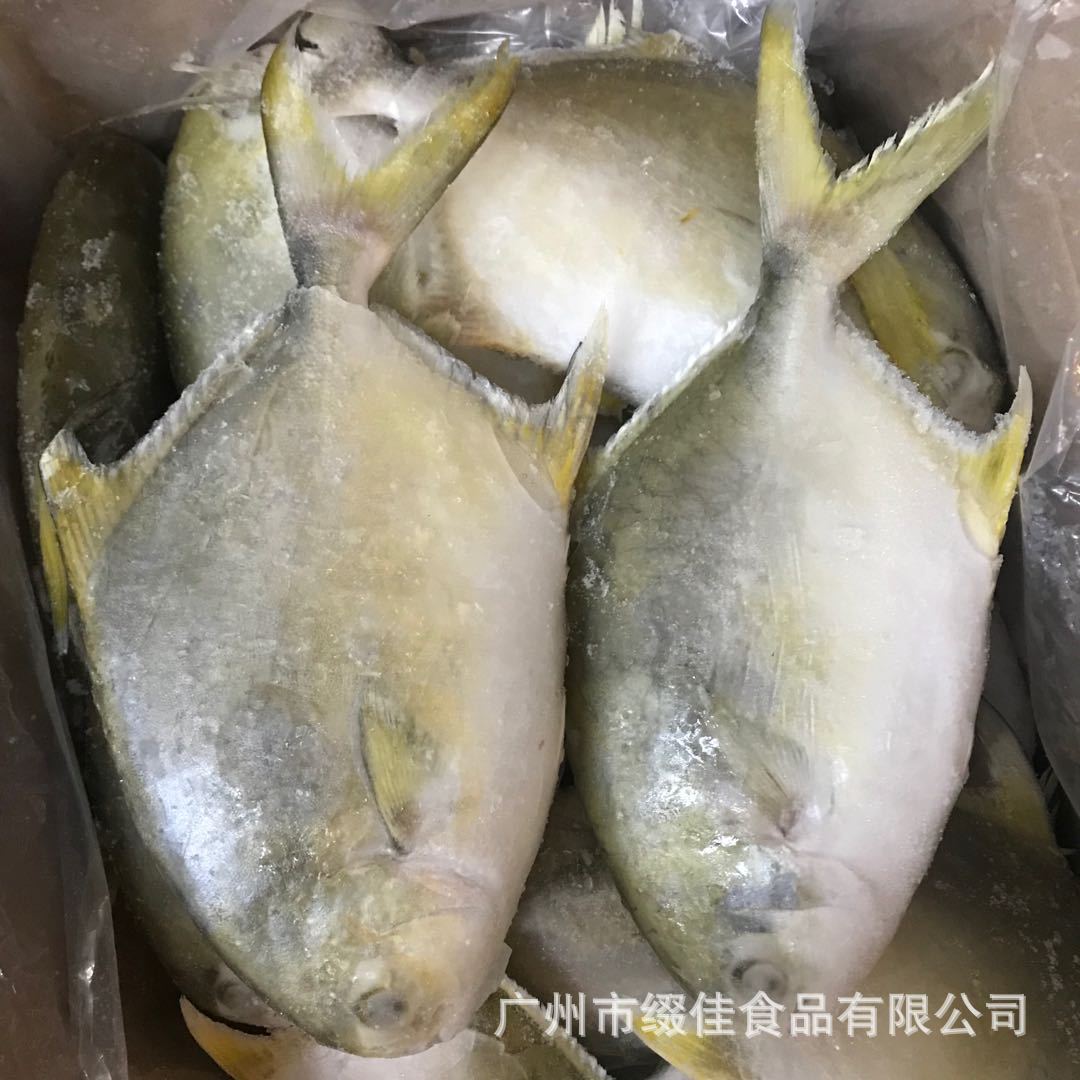 金仓鱼白仓鱼图片,鲤鱼鱼白图片,金仓鱼(第5页)_大山谷图库