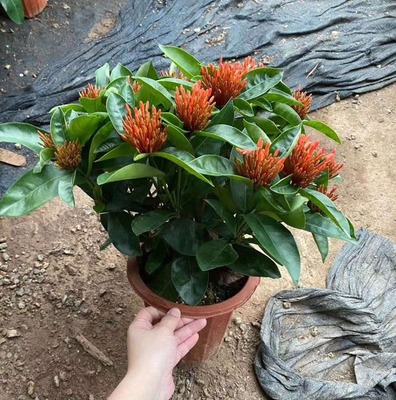 [Supplying base]Green plant Potted plant flowers and plants Clean air Home Plants and flowers 260 Ixora