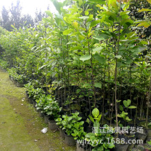 苗圃直供成都温江绿化乔木行道风景树白玉兰 白花玉兰树苗