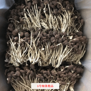 Junzhi jiangxi Guangchang № 5 Грибы чайного дерева сухожие сухое грузовое масштаб.