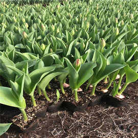 北京郁金香花海工程苗供应 大型种植基地 花色丰富 上海郁金香