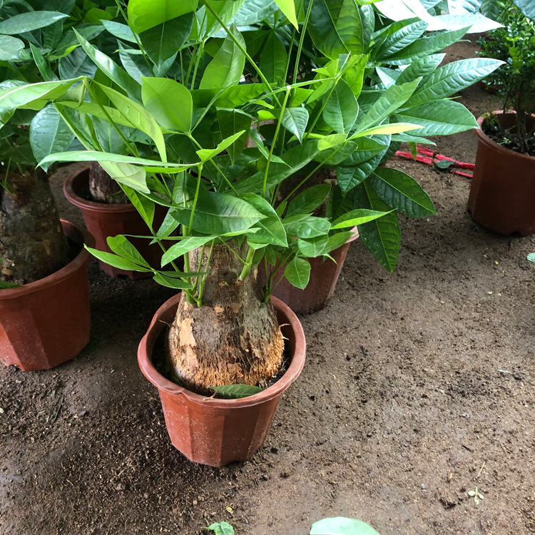 Money Tree Potted Green Plant Office Living Room Indoor Bonsai Easy to Grow Florals Size Money Tree Money Tree