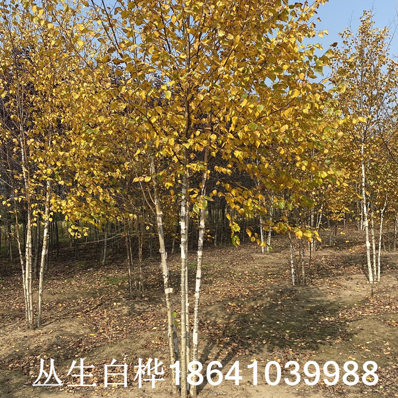 东北耐寒 白桦树苗 丛生白桦 白桦树价格 行道树 小区绿化白桦树-阿里巴巴