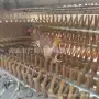 脱毛屠宰鸡鸭鹅家禽脱毛机